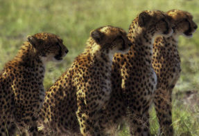 Begenungen mit Geparden sind in der Masai Mara zwar nicht garantiert - aber wahrscheinlich